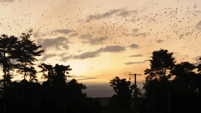 Photogramme de Birds